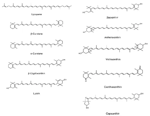 Figura 5. Estruturas químicas dos carotenoides, nas suas formas químicas trans.  