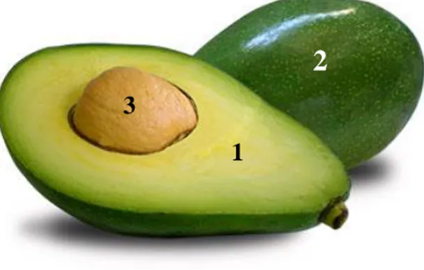 Figura 13. Imagem representativa do fruto abacate e das amostras separadas para  análise experimental