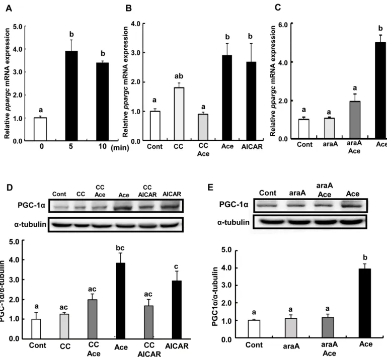 Fig 6. Effect of acetic acid on the expression of PGC-1α in L6 myotube cells. Total RNA was extracted from untreated L6 myotube cells or cells treated with 0.5 mM acetic acid for the indicated time period (A)