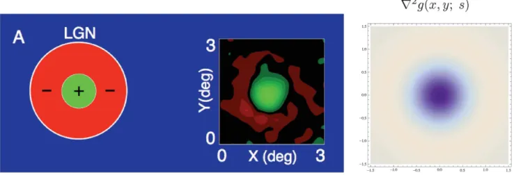 Figure 9. Spatial component of receptive fields in V1. (left) Simple cells in the striate cortex do usually have strong directional preference in the spatial domain, as reported by DeAngelis et al