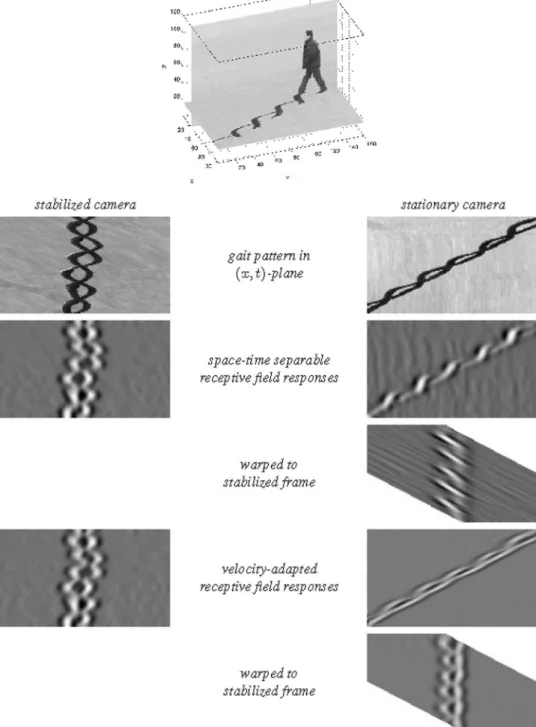 Figure 15. Illustration of how receptive field responses may be affected by unknown relative motions between objects in the world and the observer and of how this effect can be handled by velocity adaptation 