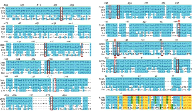 Figure 3. Sequence alignment of PCA1 promoters from different species. Numbers indicate the nucleotide position upstream of the initiation codon in PCA1-C1 (from the EC9 strain)