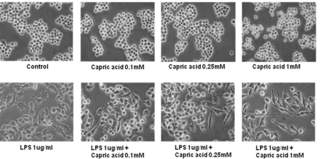 Figure 2. Cell viability of RAW264.7 cells treated with lipopolysaccharide (LPS) and capric acid