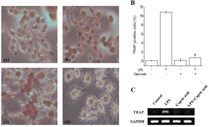 Figure 3. Effects of capric acid on lipopolysaccharide (LPS)-induced osteoclast formation
