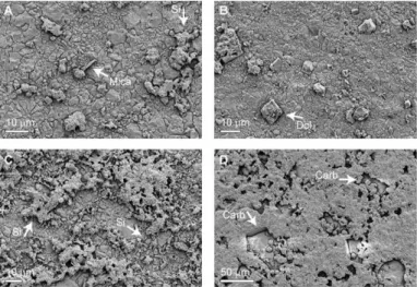 Fig. 4. Examples of diagenetic alteration of micrite and microsparite. (A) Slightly silicified sam- sam-ple with minor terrigenous component (mica crystal in the center of the frame)