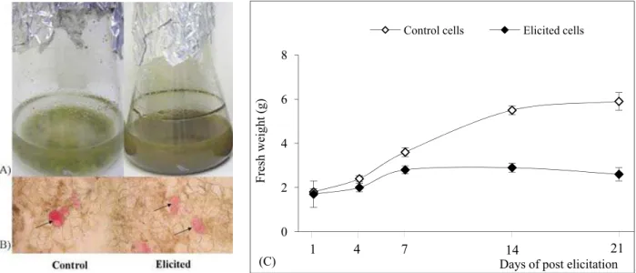 Fig. 1. (A) Morphology of control and elicited H. perforatum cell suspensions at day 14