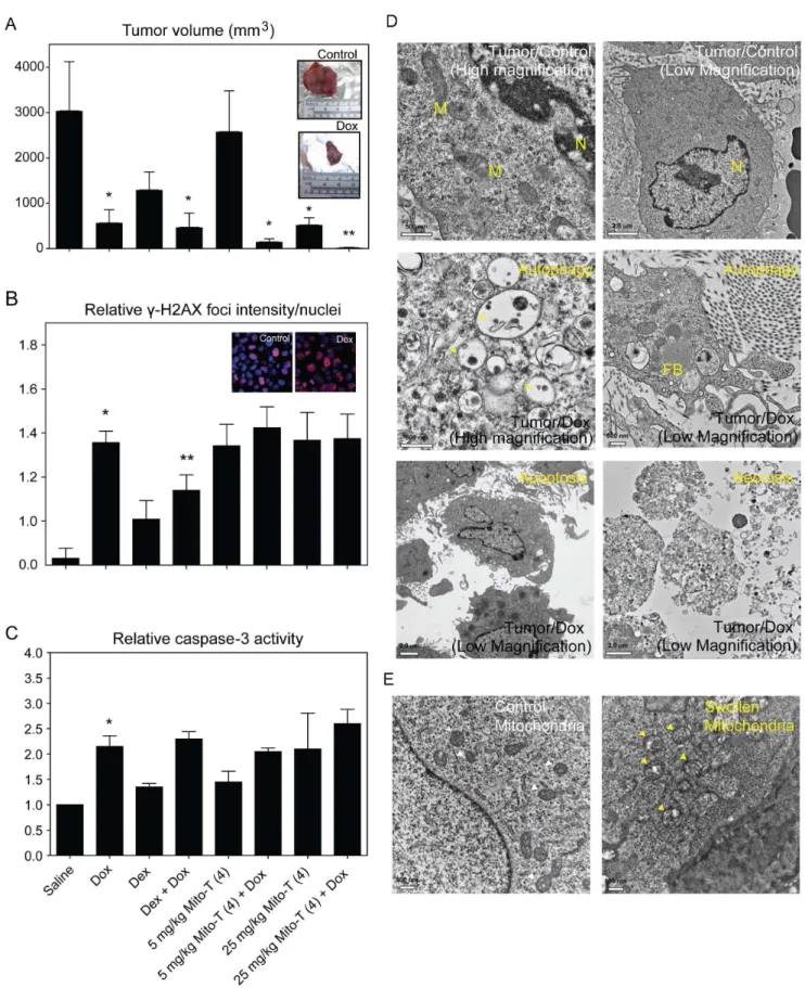Figure 3. Tumor growth and response to chemotherapeutic and chemoprotective agents in SHR/SST-2 animals
