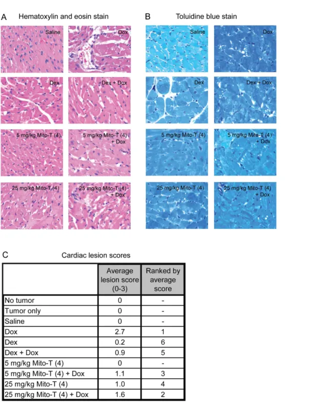 Figure 4. Cardiotoxicity and cardioprotection in SHR/SST-2 animals. A–B , Representative photomicrographs of cardiac histological sections are shown following either hematoxylin and eosin staining (panel A) or toluidine blue staining (panel B)