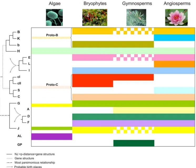 Figure 5. Phylogenetic profile and structure of bZIPs in green plants. Groups E, L and I belong to the same branch as Groups Proto-B, Proto- Proto-C and H but their exact position is not clear (Figure 1A)