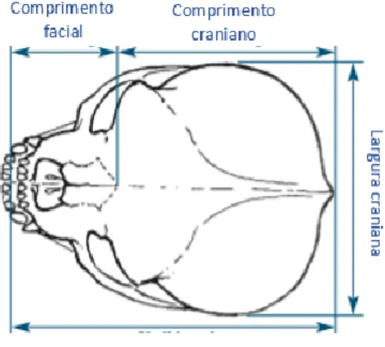 Figura 1- Medidas Cranianas  (Adaptado de Koch et al., 2003) 