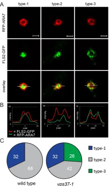 Figure 4. VPS37-1 contributes to FLS2 sorting in MVBs. (A) Detail confocal images show three types of FLS2-GFP and RFP-ARA7/RabF2b co-localization at enlarged, ring-like structure MVBs in FLS2-GFP transgenic wild type and vps37-1 leaf epidermal cells trans