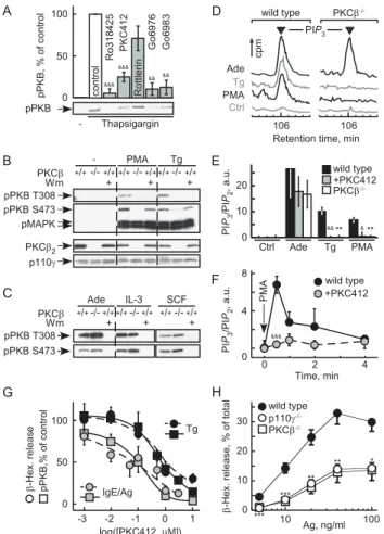 Figure 3. PKCb relays thapsigargin-induced PI3Kc activation.