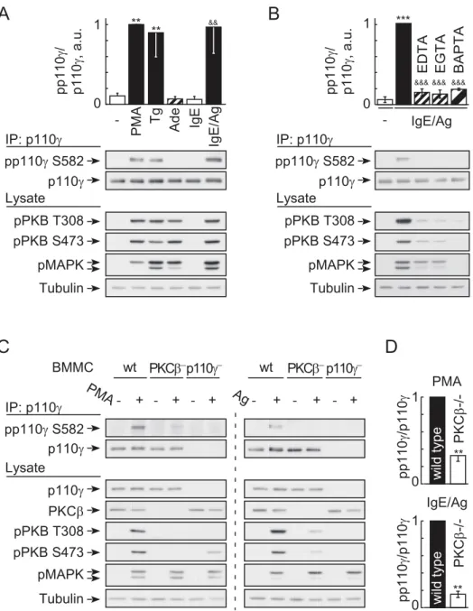 Figure 5. Phosphorylation of PI3Kc requires Ca 2+ and is PKCb-dependent. (A) Stimulus-induced phosphorylation of endogenous p110c on Ser582 in wild type BMMCs