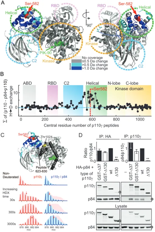 Figure 7. p84 Interacts with the helical domain of p110c. (A) Changes in deuteration levels between free and p84-bound PI3Kc are mapped onto the crystal structure of PI3Kc (PDB ID: 2CHX)