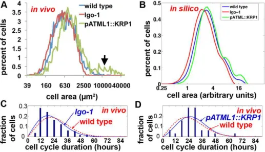 Figure 6. Changing the cell cycle duration shifts the resultant cell areas. (A) Comparison of the in vivo wild type (blue; reproduced from Figure 3J) cell size distribution to lgo-1 (red) and pATML1::KRP1 (green)