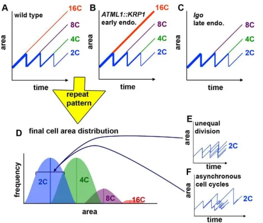 Figure 8. The timing of cell division creates the cell size pattern in the sepals. (A–C) Hypothetical graphs of the change in cell size over time in wild type (A), overexpression of the cell cycle inhibitor KRP1 (pATML1::KRP1) (B), and loss of cell cycle i