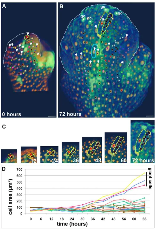 Figure 2. Cell size correlates with timing of endoreduplication. (A, B) Live imaging of the development of a wild type sepal primordium imaged every 6 h for 72 h corresponding to Video S1