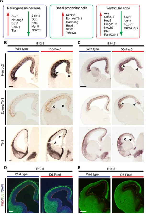 Figure 7. Increased expression of Pax6 specifically in the developing cortex alters neocortical stem cell self-renewal and cell fate determination