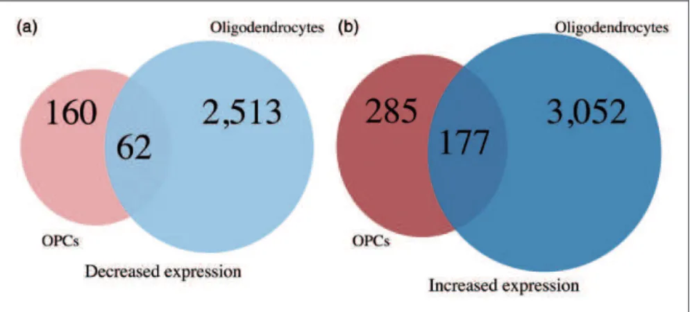 Figure 2. A Venn diagram comparing the number of transcripts with decreased expression in Zfp191  /  whole brain compared with Zfp191 þ/þ whole brain (red) and transcripts with decreased expression in Zfp191  /  oligodendrocytes compared with Zfp191 þ / þ 