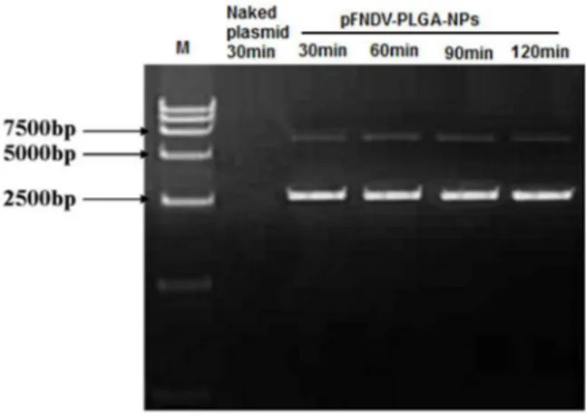 Figure 1. Stability analysis of the plasmid DNA after encapsu- encapsu-lation in the PLGA nanoparticles