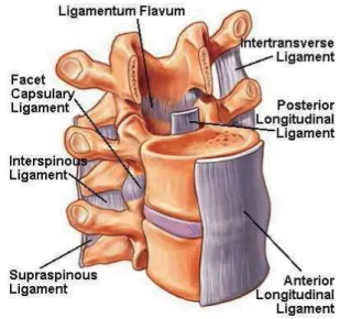 Figure 1: Spinal ligaments