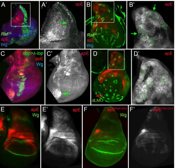 Fig 4. apE is regulated by the EGFR pathway. (A-B) Third instar wing imaginal disc with clones expressing a dominant negative version of Raf (Raf DN ) induced at different time points of larval development are marked by GFP (green)