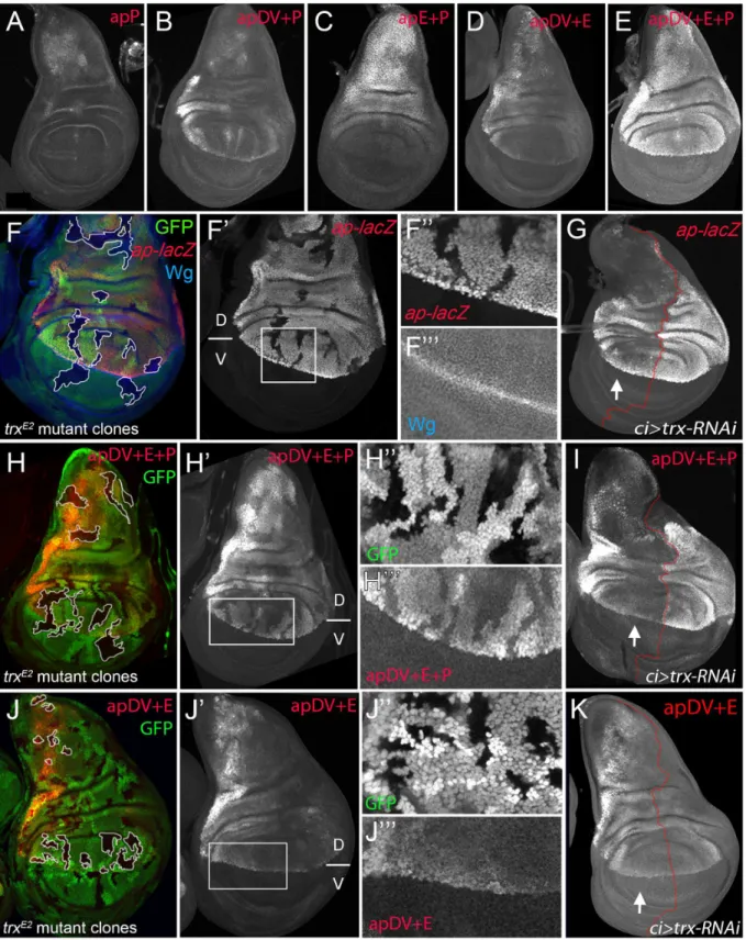 Fig 6. apP mediates ap expression maintenance and depends on Trx input (A-E) Third instar wing imaginal discs stained with α-βGal antibody to visualize lacZ activity