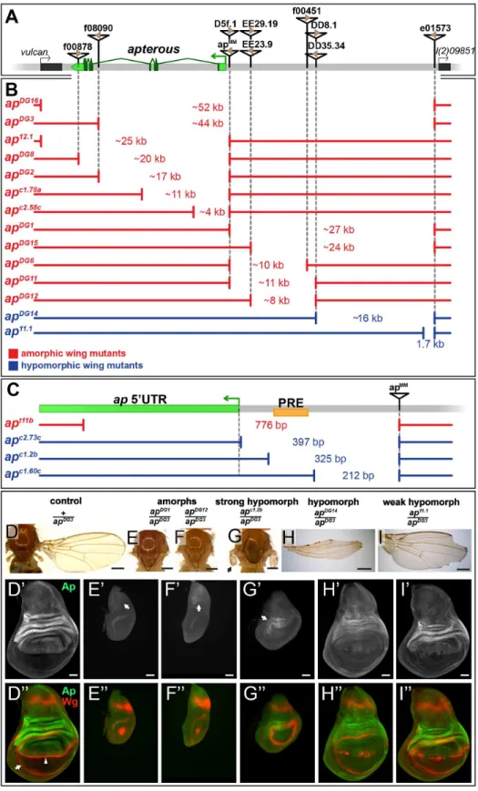 Fig 1. Deletion analysis at the ap locus. (A) Overview of the ap gene locus. ap transcript ap-RA is indicated in green and the arrow at the 5’ end demarcates its TSS