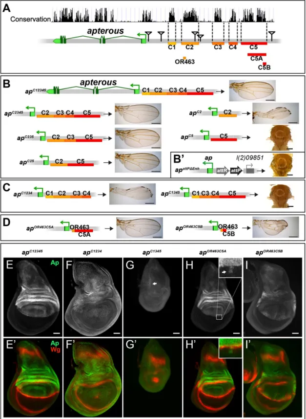 Fig 2. Analysis of the ap wing enhancer region. (A) Conservation of the ap locus (data from UCSC genome browser) and subdivision of the 27 kb intergenic region between ap and l(2)09851 into 5 conserved blocks (C1–C5) is shown