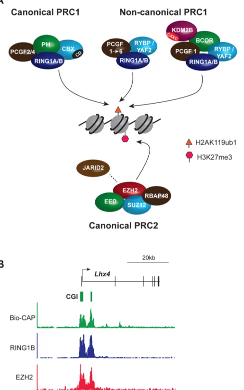 Figure 1. Core components of the major PcG complexes in vertebrate cells overlap with CpG islands