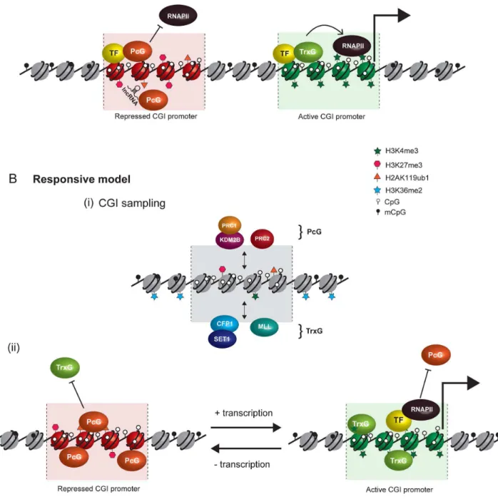 Figure 2. Comparison of instructive and responsive models for recruitment of PcG complexes to CpG islands at target gene promoters