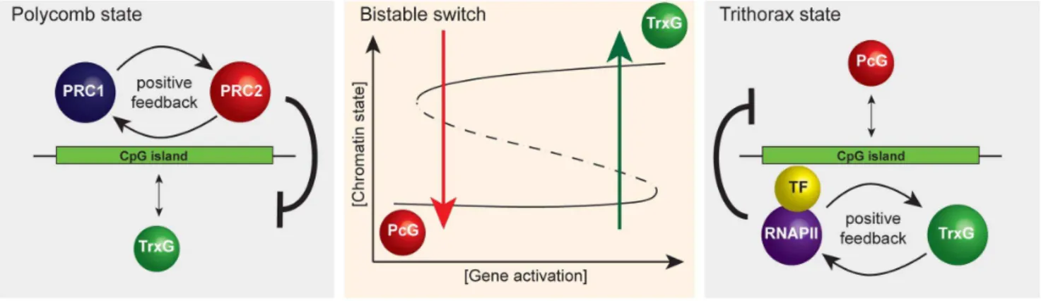 Figure 3. A simplified representation of the responsive model emphasizing that it has properties of a classical bistable switch