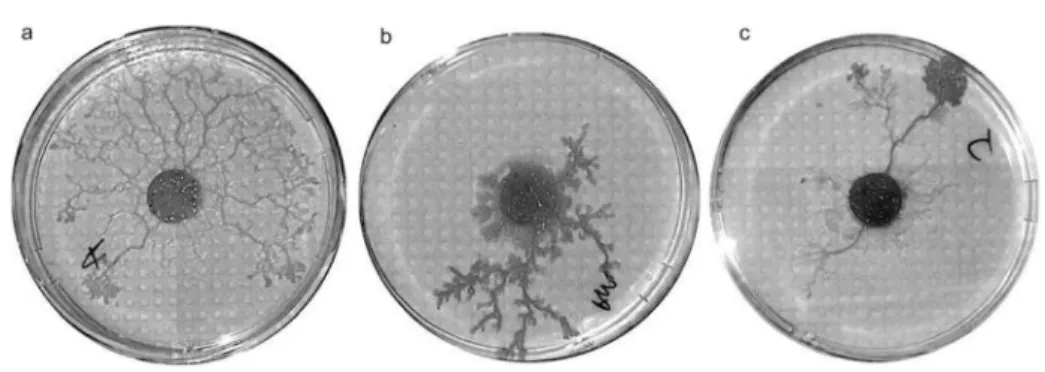 Fig. 1. Exploration patterns of the three different strains tested. (a) Australian, (b) American and (c) Japanese.