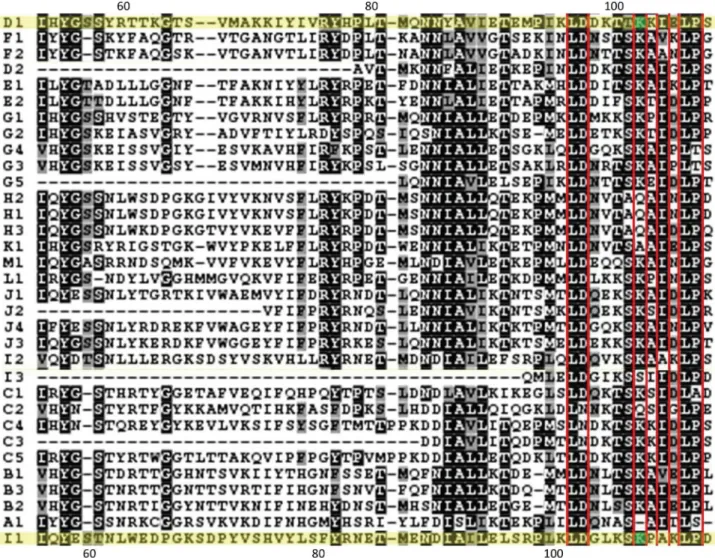 Figure 4. Sequence alignment of the SMIPP-S family. Sequence alignment of the SMIPP-S family highlighted a cluster of conserved surface exposed residues surrounding K103 and K108