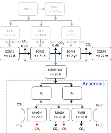 Figure 1. Extension of the CLM-CN decomposition cascade (Thornton and Rosenbloom, 2005) to include a labile DOC pool (LabileDOC)