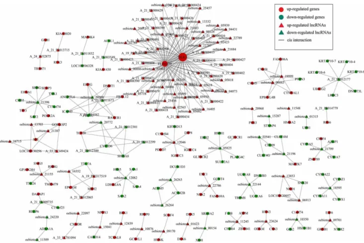 Figure 3. Prediction of lncRNA-mRNA association network. The co-expression network was composed of 252 network nodes and 420 connections between 120 lncRNAs and 132 coding genes