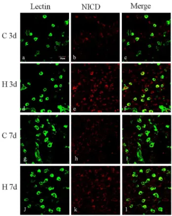 Figure 10. NICD expression was increased in the corpus callosum of neonatal rats following hypoxic exposure