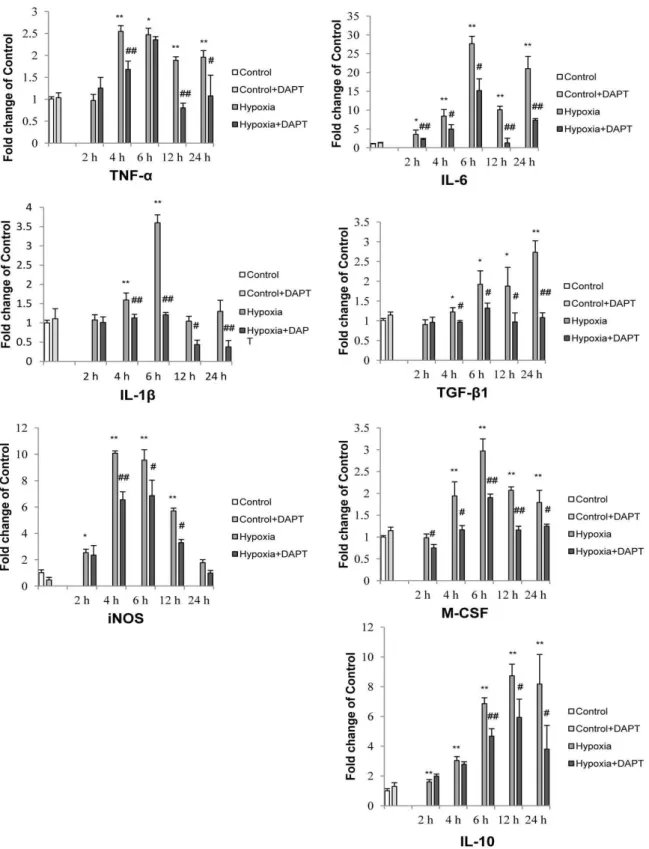 Figure 5. Notch blockade altered the mRNA expression of inflammatory cytokines and iNOS induced by hypoxic stress in primary microglia
