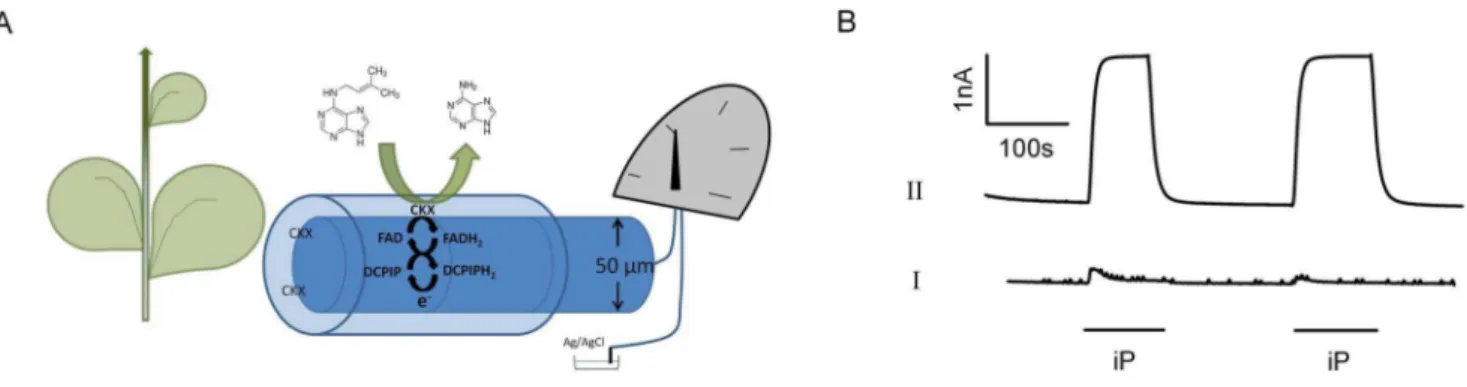 Figure 1. Construction of the cytokinin microbiosensor. (A) Diagrammatic representation of cytokinin microbiosensor