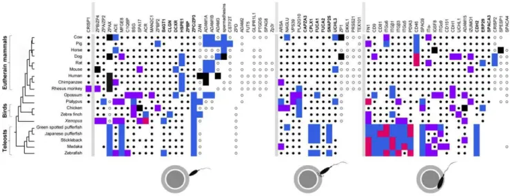 Figure 2. Rate of gene appearance, gene duplication, pseudogenization, loss and intensity of positive selection in Teleostei, Aves and Eutheria