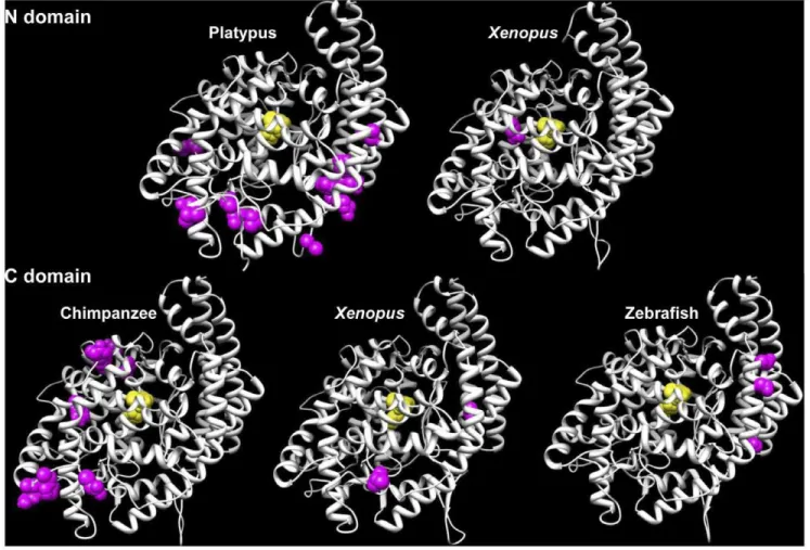 Figure 3. 3D structures of N and C domain of ACE in platypus, Xenopus , chimpanzee and zebrafish