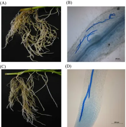 Fig 1. Representative images of the root system of a double-susceptible white clover genotype of cv.
