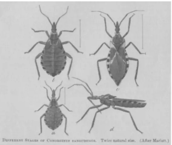 Fig 2. Depictions of Conorhinus sanguisugus species, published by Dr. Howard in his November 1899 manuscript [25].
