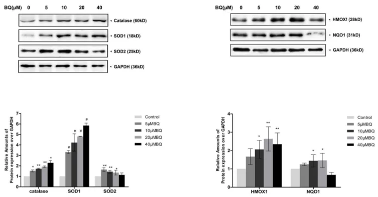 Figure 6. Increased expression of Nrf2-ARE pathway proteins were observed in the BQ-treated YS-HSCs