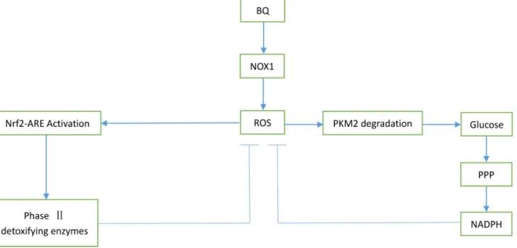 Figure 8. BQ induced ROS and two possible pathways involved in the ROS detoxification