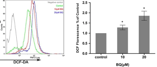 Figure 2. Exposure of YS-HSCs to BQ increased ROS generation. YS-HSCs cells were isolated and treated with 10 mM BQ, 20 mM BQ, or without BQ.