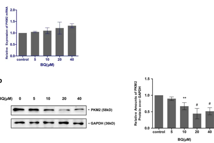 Figure 4. Degradation of PKM2 by BQ exposure. (a)Effect of BQ on PKM2 mRNA expression