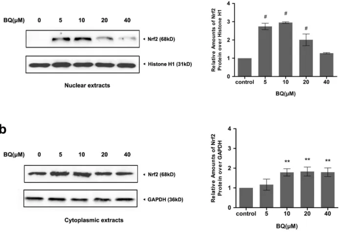 Figure 5. Exposure to BQ upregulated Nrf2 protein expression and caused Nrf2 nuclear accumulation