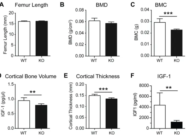 Fig 5. Bone characterisation of aged PWCR KO mice. A.) Femur length of 35 week old male WT and PWCR KO mice; B.) BMD and C.) BMC measured by DXA of isolated femurs; Three-dimensional μCT analysis of cortical and cancellous bone D.) cortical bone volume; E.