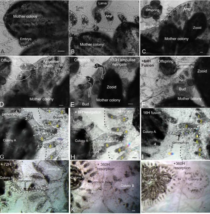 Fig. 1 Fusion process between kin. Using time laps microscopy (ImagExpress as described in Voskoboynik et al.,  2008), we followed and documented the fusion process between 6 different pairs of compatible B